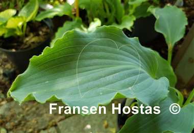 Hosta Tears in Heaven